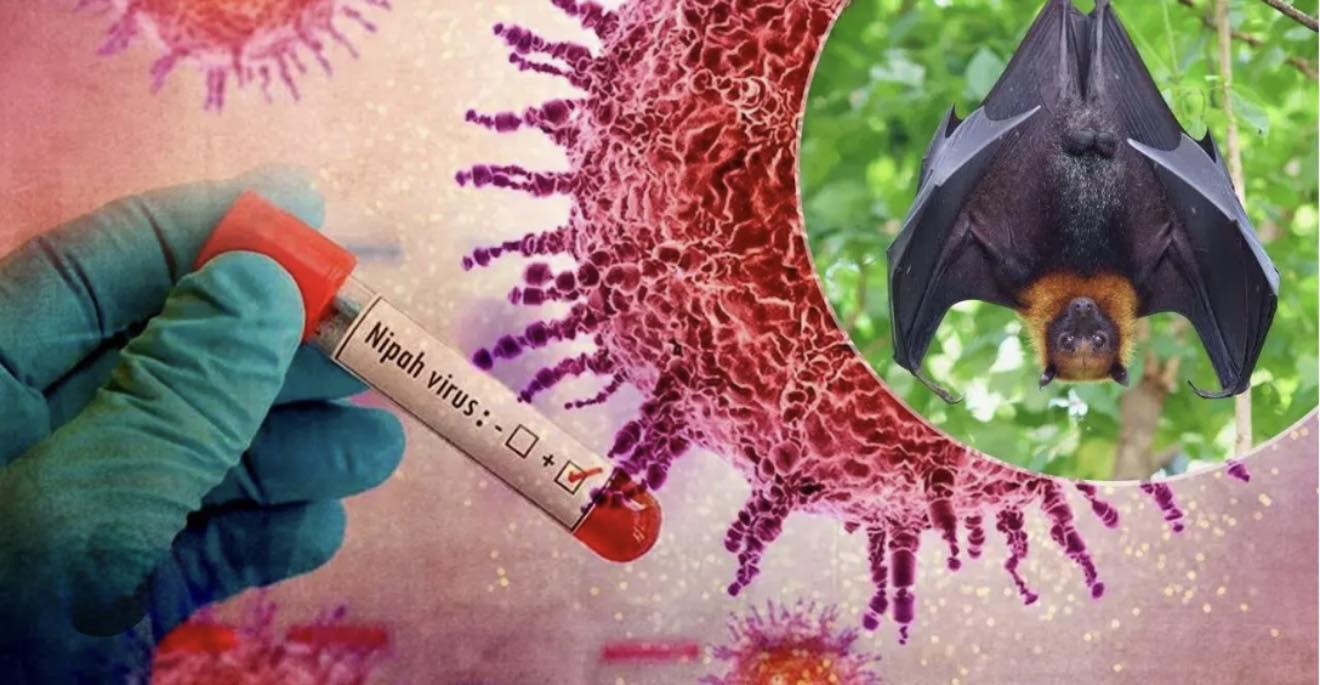 DỊCH BỆNH DO VI RÚT NIPAH VÀ CÁC BIỆN PHÁP PHÒNG CHỐNG TẠI VIỆT NAM