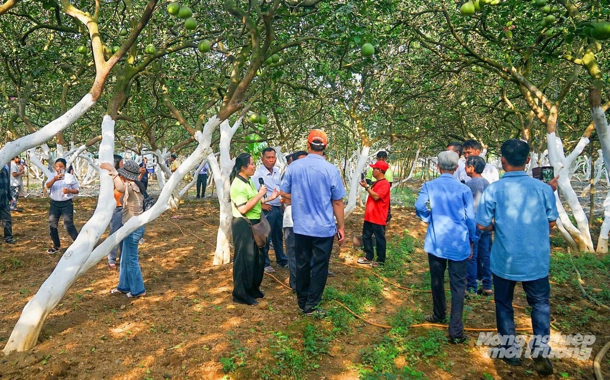 N&ocirc;ng d&acirc;n tham quan m&ocirc; h&igrave;nh vườn bưởi, nghe chủ vườn giới thiệu c&aacute;ch ứng dụng chuyển đổi số trong quản l&yacute;, theo d&otilde;i v&agrave; chăm s&oacute;c c&acirc;y trồng. Ảnh: Minh S&aacute;ng.